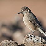 Black-billed Shrike-Tyrant / Agriornis montanus
