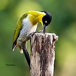 Black-headed Woodpecker / Picus erythropygius