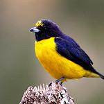 Пурпурногорлая эуфония / Euphonia chlorotica