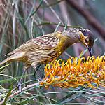 Macleay's Honeyeater / Xanthotis macleayanus