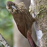 Толстоклювый мечник / Xiphocolaptes promeropirhynchus