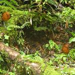 Chami Antpitta / Grallaria alvarezi