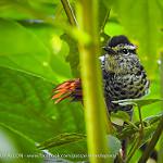 Rufous-tailed Antbird / Drymophila genei