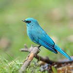 Verditer Flycatcher / Eumyias thalassinus