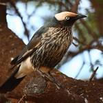 White-crowned Starling / Lamprotornis albicapillus