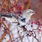 Санкристобальский пересмешник / Mimus melanotis