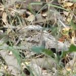 Anthony's Nightjar / Nyctidromus anthonyi