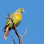 Orange-breasted Green Pigeon / Treron bicinctus
