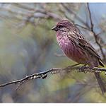 Himalayan Beautiful Rosefinch / Carpodacus pulcherrimus