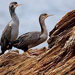 Spotted Shag / Phalacrocorax punctatus