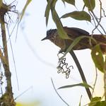 Peruvian Treehunter / Thripadectes scrutator