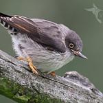 Varied Sittella / Daphoenositta chrysoptera