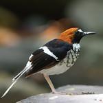 Chestnut-naped Forktail / Enicurus ruficapillus