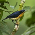 Фиолетовая хилиота / Hyliota violacea