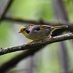 Желтолобая альциппа / Schoeniparus variegaticeps