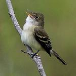 Alder Flycatcher / Empidonax alnorum