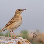 Полевой конёк / Anthus campestris