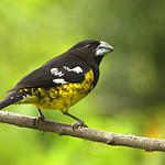 Черноспинный толстонос / Pheucticus aureoventris