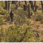 Chilean Flicker / Colaptes pitius