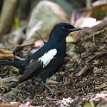 Сейшельский шама / Copsychus sechellarum
