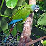 Blue-headed Macaw / Primolius couloni