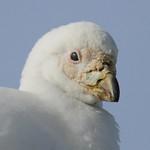 Snowy Sheathbill / Chionis albus