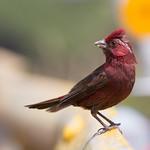 Taiwan Rosefinch / Carpodacus formosanus