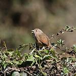 Spot-breasted Thornbird / Phacellodomus maculipectus
