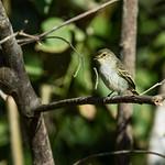 Loja Tyrannulet / Zimmerius flavidifrons