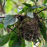 Olive-chested Flycatcher / Myiophobus cryptoxanthus