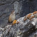 Каштановокрылая трясохвостка / Cinclodes albidiventris