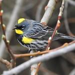 Audubon's Warbler / Setophaga auduboni