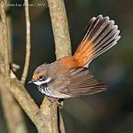 Australian Rufous Fantail / Rhipidura rufifrons