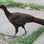 Yungas Guan / Penelope bridgesi