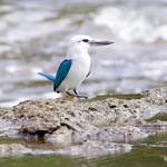 Beach Kingfisher / Todiramphus saurophagus