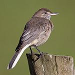 White-tailed Shrike-Tyrant / Agriornis albicauda