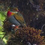 Red-banded Fruiteater / Pipreola whitelyi