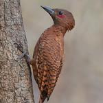 Rufous Woodpecker / Micropternus brachyurus