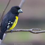 Spot-winged Grosbeak / Mycerobas melanozanthos