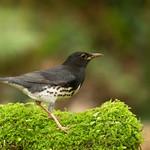 Japanese Thrush / Turdus cardis