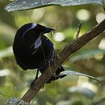 Серебристогорлая сойка / Cyanolyca argentigula
