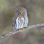 Mountain Pygmy Owl / Glaucidium gnoma