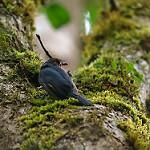 Поползневая ванга / Hypositta corallirostris