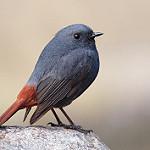 Plumbeous Water Redstart / Phoenicurus fuliginosus