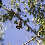 Dusky Hummingbird / Phaeoptila sordida