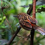 Streak-headed Antbird / Drymophila striaticeps