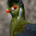 Тураковые / Musophagidae фото