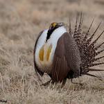 Sage Grouse / Centrocercus urophasianus