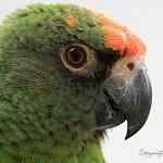 Краснолобый попугай / Poicephalus gulielmi