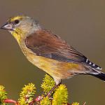 Cape Siskin / Crithagra totta